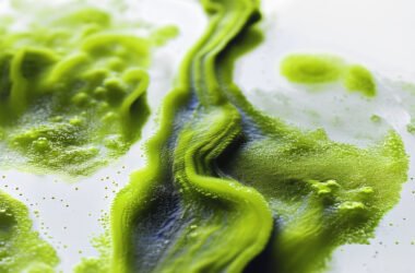 Algae-Based Inks